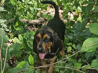 Bloodhound Puppies