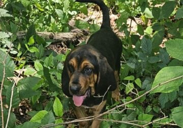 Bloodhound Puppies