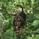 Bloodhound Puppies