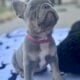 French bulldog puppies