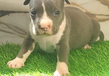 UKC registered Bullys Due July 18th!
