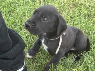 Great Dane Puppies