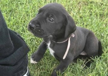 Great Dane Puppies