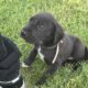 Great Dane Puppies