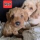 ZIG ZAG F1B Male Toy Goldendoodle
