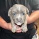 Puppies