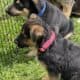 Hi I’m Nokie a 10.5 week Shepherd pup from Butler