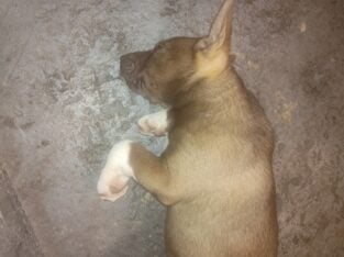 Husky / American bull dog