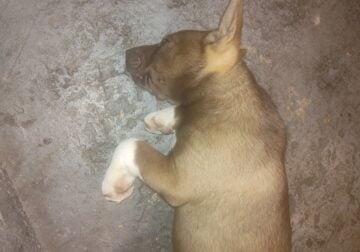 Husky / American bull dog
