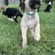 Great Dane Puppies