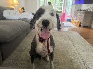 Old English Sheepdog