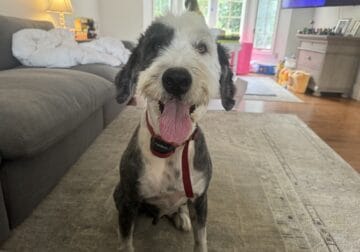 Old English Sheepdog