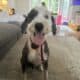 Old English Sheepdog