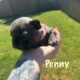 French bulldog Puppies for rehoming 7/9 Akc cert