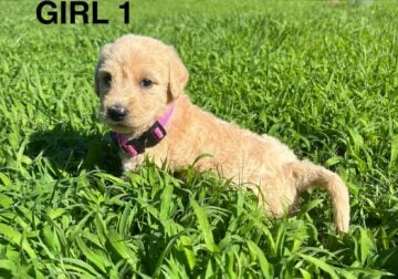 Labradoodle puppies (Sale)