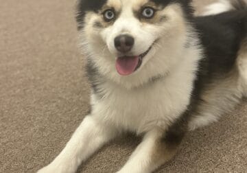 Pomsky