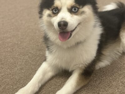 Pomsky