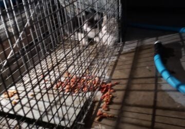 Two kittens