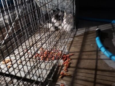 Two kittens