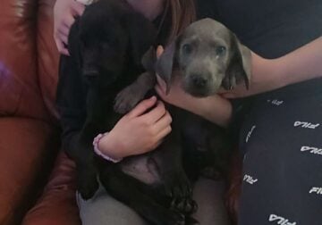 Lab Retriever puppies