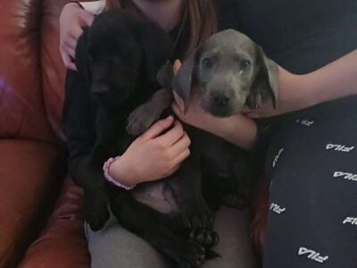 Lab Retriever puppies