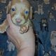 Goldilocks Unique Mini Weenies (Dachshund puppy)