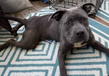6 month old Pitbull