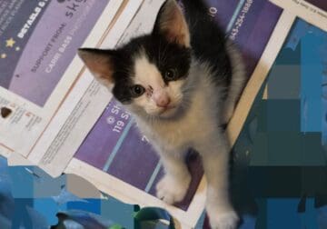 Free kittens