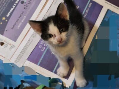 Free kittens