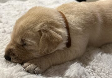 Full Bred Golden/White Labrador Puppies