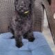 Adorable Labradoodle Puppies Ready Today!
