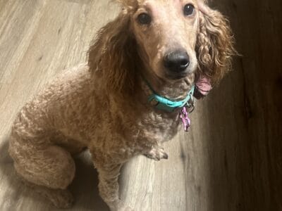 Female poodle need a new home ASAP