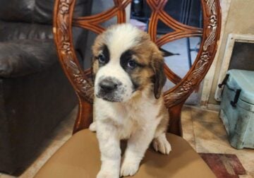 PUREBRED ST. BERNHARD PUPPIES!!!