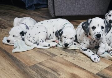 Very sweet and playful puppies for sale