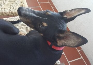 Pedro