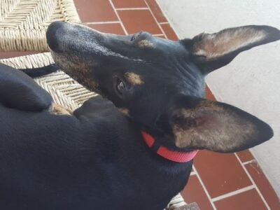 Pedro