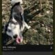 Rehoming year and half male huskey