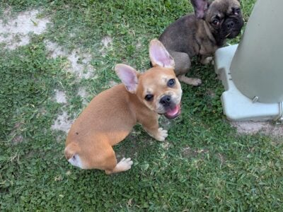 AKC French Bulldog Puppies
