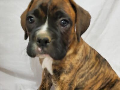Purebred Boxer puppy Mr. Rolly