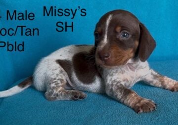 CKC Miniature Dachshunds