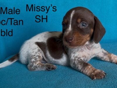 CKC Miniature Dachshunds