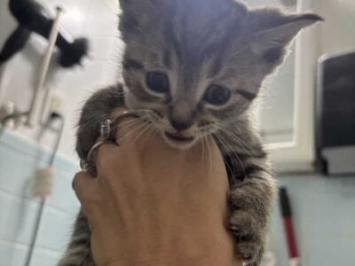 Half Maine Coon Kitten