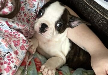 Frenchtons