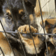 Amarillo – German Shepherd Dog puppy