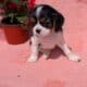 AKC CAVALIER PUPS