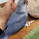 Cobalt Violet Ringneck