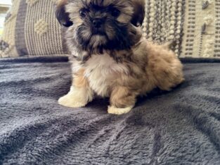 Shih tzu puppies