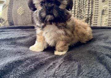Shih tzu puppies