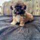 Shih tzu puppies
