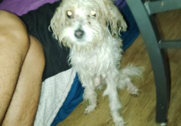 Half male poodle